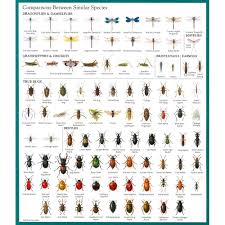 They will move on as soon as possible, so if holes begin appearing in your clothes but you don't see moths flying in your closet, the problem is most likely carpet bugs. Insect Identification Chart Garden Pests Identification Garden Pests Insect Identification