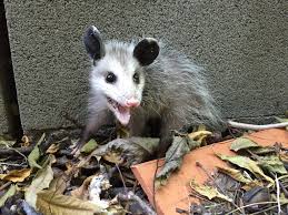 There are cases where opossums are docile enough to take care of and keep as a pet but these are rare cases. About The Virginia Opossum A Yard S Ideal Visitor Welcome Wildlife