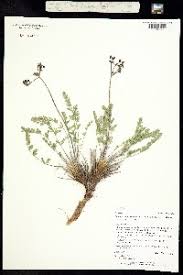 Image result for Agrocharis incognita