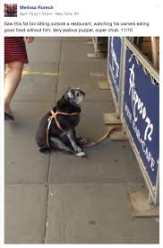 Share the best gifs now >>>. Dogs Are Doggos An Internet Language Built Around Love For The Puppers All Tech Considered Npr