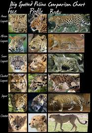 Wild Cats Species Comparison Chart Larger Spotted Cats By
