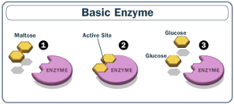 Maltase's purpose is to break down disaccharide naturally, maltase is found in people's saliva or mouths and it mainly aids the digestion within the small intestine and pancreas. The Magic Of Viagra Chemisty How Viagra Works Howstuffworks