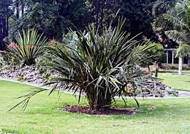 Image result for Syagrus