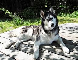 We did not find results for: The Siberian Husky