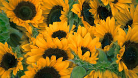 All About Sunflowers (Ages 6-12)