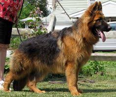 They share the exact same basic physique as well as size, which suggests that you will not have to fret about making any additional space. 170 Long Hair Shepherds Ideas Shepherd German Shepherd Dogs German Shepherd