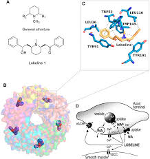 Image result for lobelia combine composition