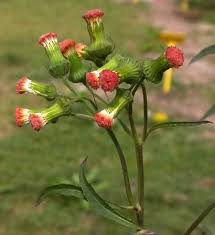 Image result for Crassocephalum picridifolium