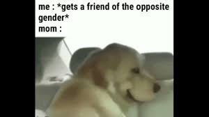Golden retrievers are one of the most honest dog this golden retriever meme is sssooo true. Dog Turning Head Dog Turning Head Meme Youtube