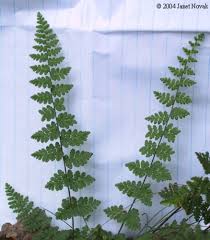 Image result for Cheilanthes