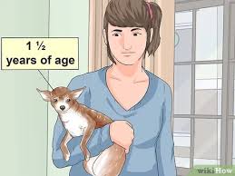 Learn how to calculate dog years into human years with this trusty chart, and find out how researchers came up with the numbers. How To Breed Chihuahuas 12 Steps With Pictures Wikihow