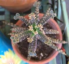 Kalanchoe Delagoensis Chandelier Plant Mother Of Millions Care And Toxicity In 2020 Unusual Plants Plants Weird Plants