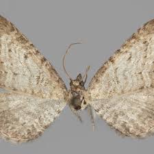 Image result for Eupithecia actaeata