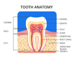 Image result for Tooth Anatomy