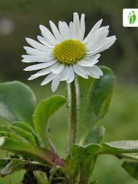 More images for bellis plant perennial » Yjjmlblsvm Kkm