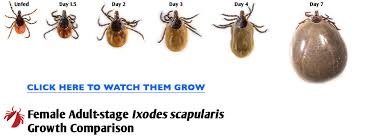 Tick Growth Comparison