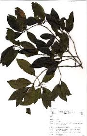 Image result for Pyrostria