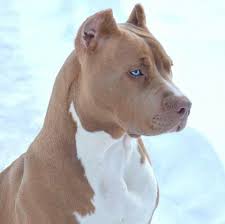 Pitbull Terrier Black And Blue Eyes Those Eyes Pitbull Pitbull Dog Puppy Beautiful Dogs