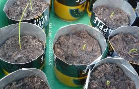 Farming is a skill in which players plant seeds and harvest crops. Expert Advice On Growing Onions From Seed In The Uk Gardenfocused Co Uk