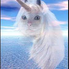 Unicorn Cat Meme Generator Imgflip