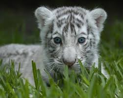 High five baby white bengal tiger cub! 71 White Tiger Cubs Wallpaper On Wallpapersafari