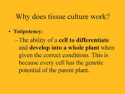 We did not find results for: Plant Tissue Culture Applications Ppt Download