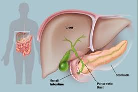 Image result for pancreas)