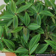 Image result for Duosperma quadrangulare