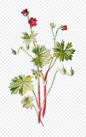 After a long, strenuous hike, we were met with an endless field of beautiful yellow flowers! Geranium Molle Kran Wilden Blumen Die In Der Pacific Northwest Wildflower Botanische Png Herunterladen 1010 1600 Kostenlos Transparent Anlage Png Herunterladen