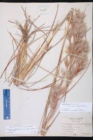 Image result for Andropogon ligulatus