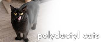 Once you get them all out, hit me up and i'll give you a great recipe for. Polydactyl Cats An Adorable Anomoly Small Pet Select