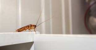 These steps on how to get rid of cockroaches in cabinets might help you! How To Get Rid Of Cockroaches In Kitchen Cupboards A Nice Home