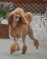 Pin On Poodles In Paradise