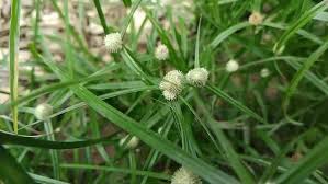 Image result for Kyllinga squamulata