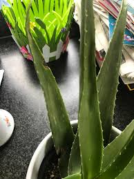 We did not find results for: What Am I Doing Wrong My Aloe Vera Has A Few Brown Spots On One Leaf Houseplants