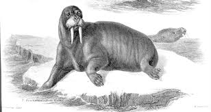 Image result for walrus