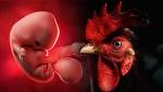  Hybrid human chicken embryos: Shock experiment creates CHIMERA in lab - 'It's beautiful'