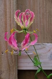 Image result for Gloriosa