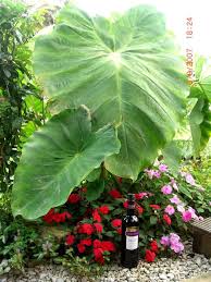 Colocasia esculenta — valgomoji kolokazija statusas t sritis vardynas apibrėžtis aroninių šeimos daržovinis, dekoratyvinis, krakmolinis, maistinis, pašarinis, vaistinis nuodingas augalas. Colocasia Hardy Tropicals Uk