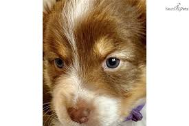 Pembroke welsh corgi, california » orange. Rusty Australian Shepherd Puppy For Sale Near Orange County California 0c1ce93c 2e31