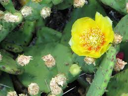 Learn all you need to know to be safe and enjoy this edible plant. June 2013 The Green Thumb 2 0