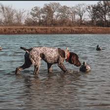 11605 s fry rd, fulshear, tx 77441, usa. The Wellpet Center Veterinary Hospital Home Facebook