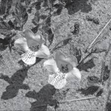 Image result for Nicolasia costata