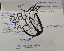 Simple Heart Diagram Simple Heart Diagram Labeled Human Heart Diagram Human Heart Diagram Simple Heart Diagram Heart Diagram