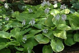 Sum and substance hosta is a gigantic, sun tolerant, slug resistant hosta. Hosta Sum And Substance Sum And Substance Hosta Evans Nursery
