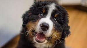 Dec 10, 2019 · bernese mountain dog name trends. Funny Bernese Mountain Dog Puppy Compilation Youtube