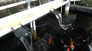 Koi biasanya akan menunjukkan perilaku yang berbeda dan tak biasa jika ada masalah.#perilaku #ikankoi #koilovers Pancuran Air Filter Kolam Ikan Koi Youtube