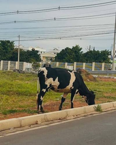 Animais soltos em Brasília é coisa comum!!