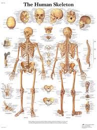 3d anatomy of the skull.joints of the skull bones. Human Skeleton Anatomical Stickychart 3b Scientific Anatomical Chart