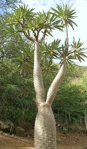 Image result for Pachypodium lamerei